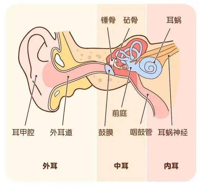 这些掏耳朵的注意事项你必须知道