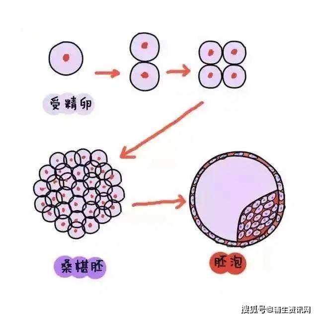 中山大学附属第三医院葛明晓医生:为什么移植的囊胚还是没成功?