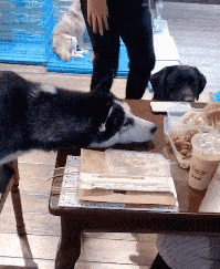 搞笑gif段子:少侠好功夫,不知师承何人.