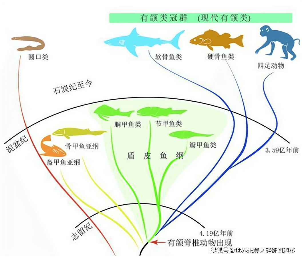 图片素材 : 动物群, 脊椎动物, 鯥, 鲷鱼, 鱼类 3480x2200 - - 954879 - 素材中国, 高清壁纸 - PxHere摄影图库