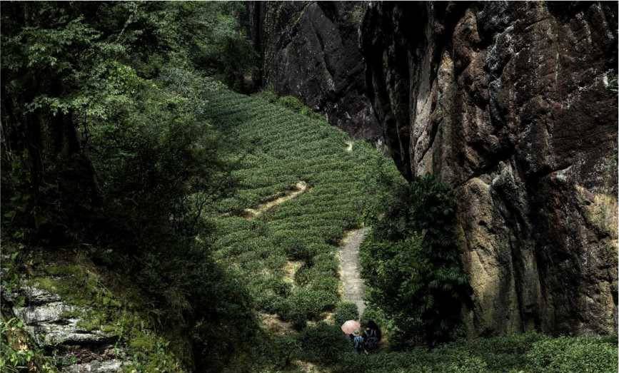 中匠茶业：踏访闽茶武夷，追根溯源之旅