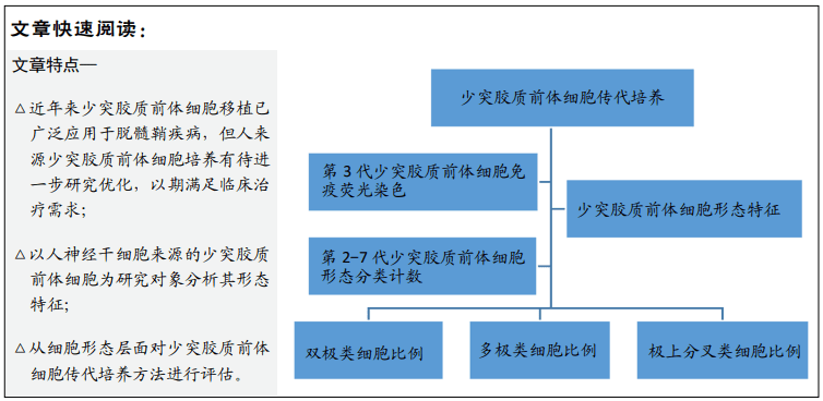 人少突胶质前体细胞传代过程中形态学的变化