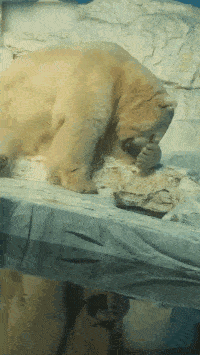 搞笑gif段子:北极熊夫妇吵架系列