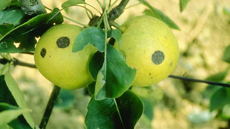 黑斑病主要对梨树的叶片,新梢和果实产生危害.