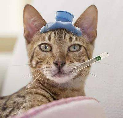 怎么区分猫鼻支和感冒