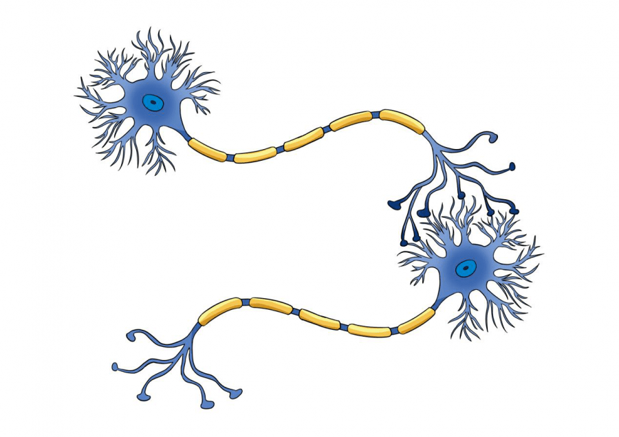 神经元连接示意图