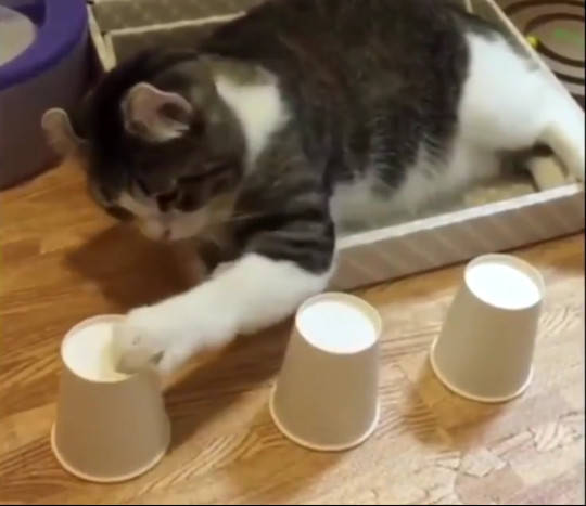 疯狂猜成语猫晕_看图猜成语(3)