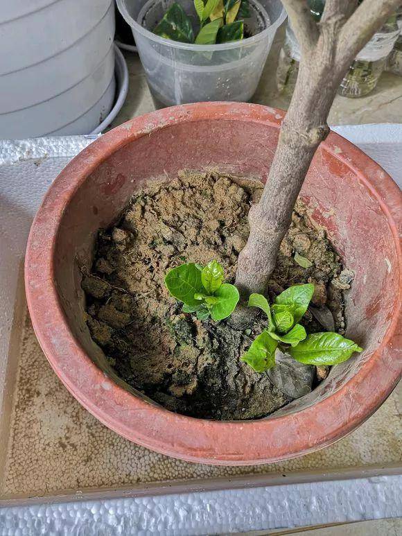 盆栽土壤板结怎么办小妙招 ec69672c95d9431bb1306b94f4a55d24.jpeg