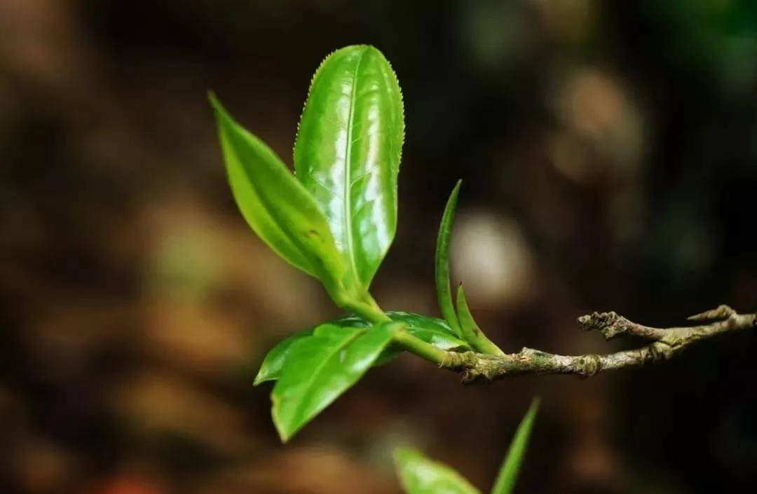 干货分享解析普洱茶古树茶