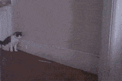 a6e76dc7671f480396c3f8acb4805ad2.gif