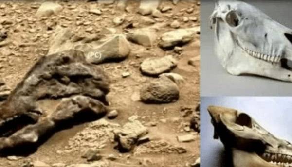 头骨|火星古老生命之谜？火星发现奇怪不明物，极似霸王龙头骨！