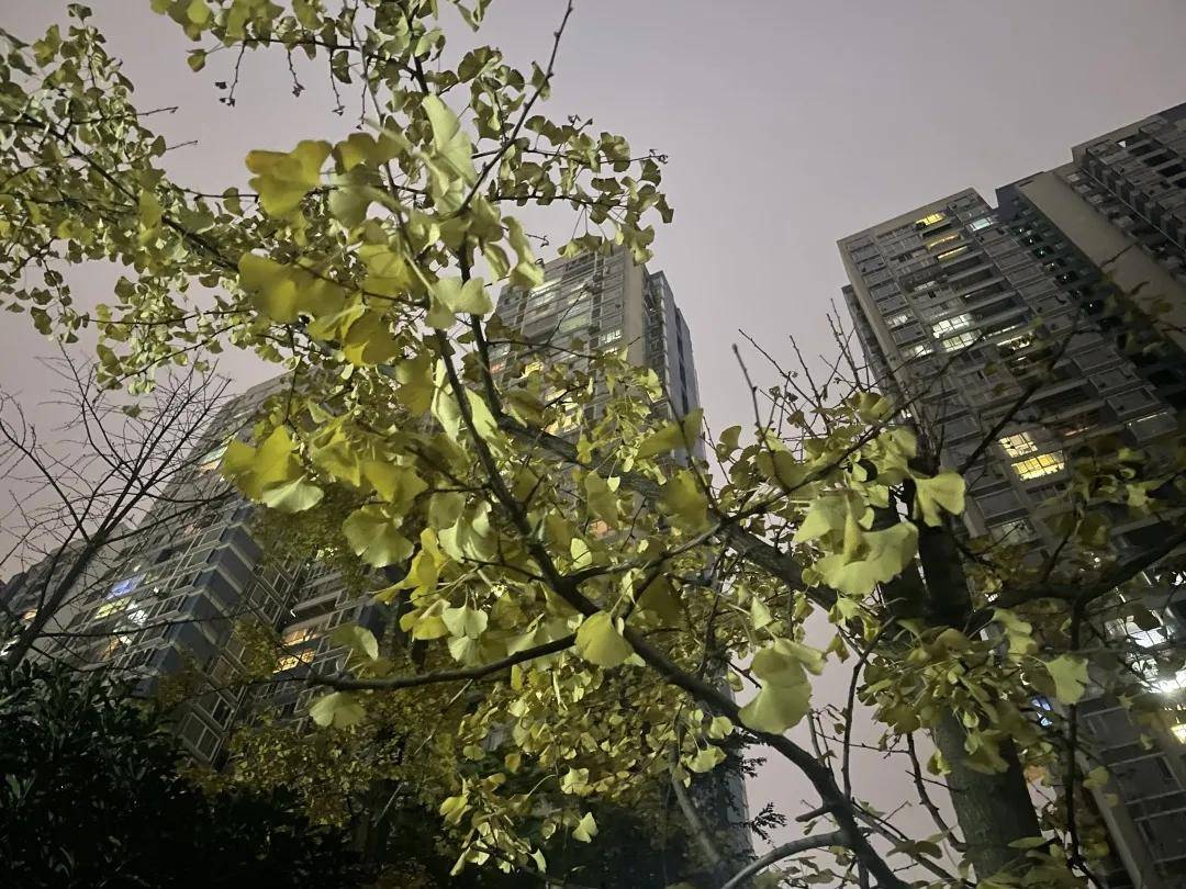 的设计|iPhone 12 mini五日谈：乔布斯真正的“精神遗产”