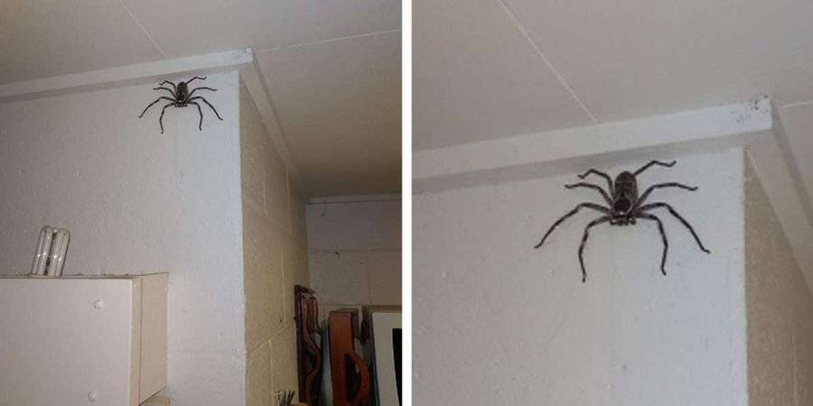 慎入巨型猎人蜘蛛闯民宅住了1年没被杀反变住客