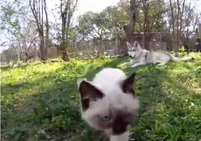 狗跟猫是冤家 88309554376a4d73841b08cef43cb4cd.jpeg