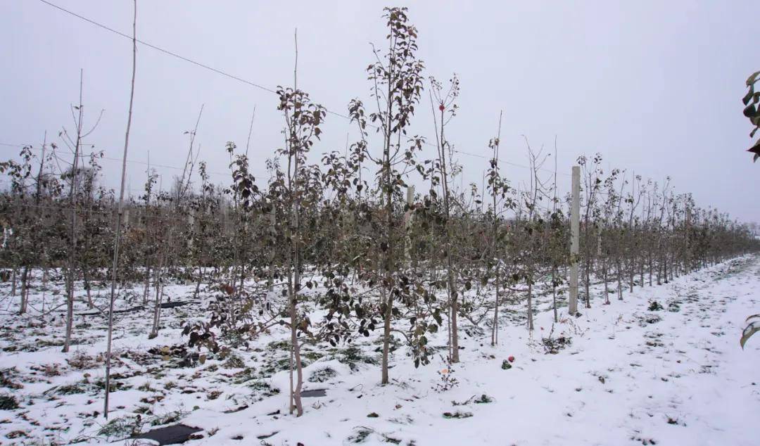 矮砧密植苹果果园冬季修剪技术指导