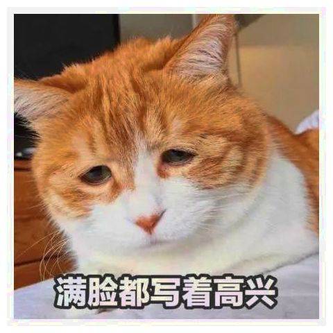 貓咪對這一棵大樹作揖，還以為在祈禱，抬頭一看眾人笑噴 萌趣萌寵 第4张