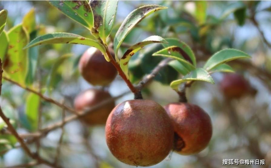 兴宁油茶果.(叶惠玲 摄)