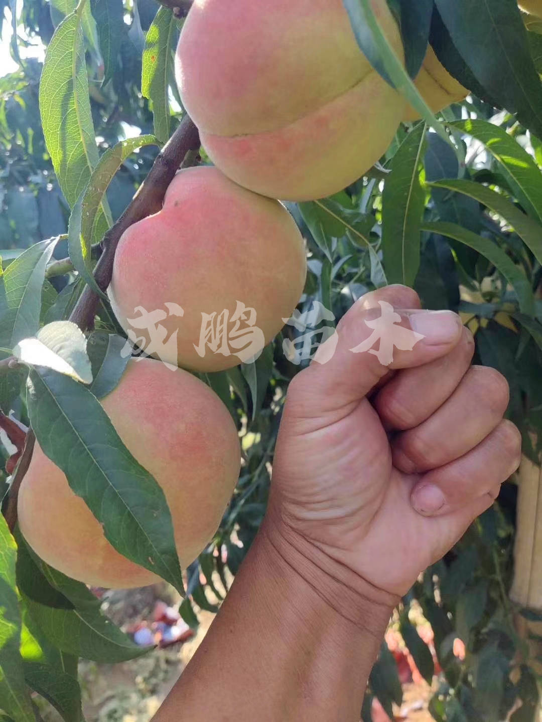 晚熟冬桃苗,晚熟桃树苗介绍
