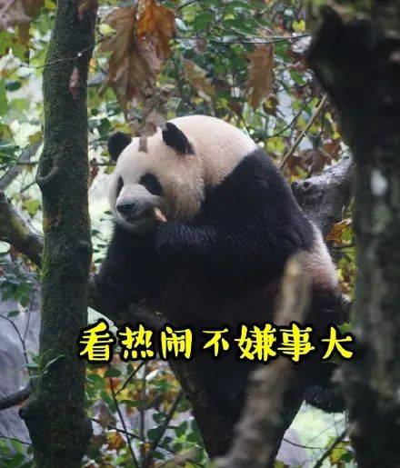 表情包|大熊猫 总觉得有什么 不对劲