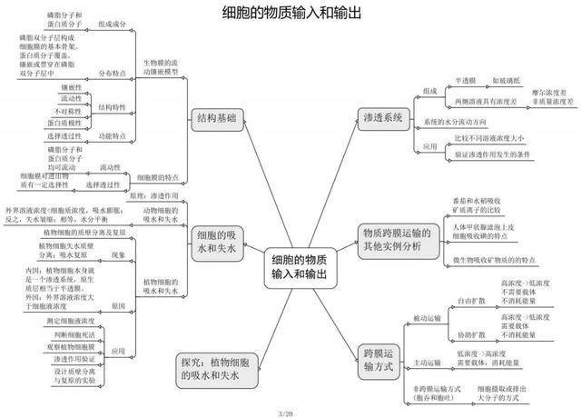 高中生物必修 选修思维导图最全归纳,从此复习考试无忧