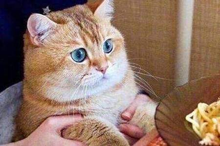 猫最近食欲下降 f6a66fe6c5b3413491a408677ca7d0e9.jpeg
