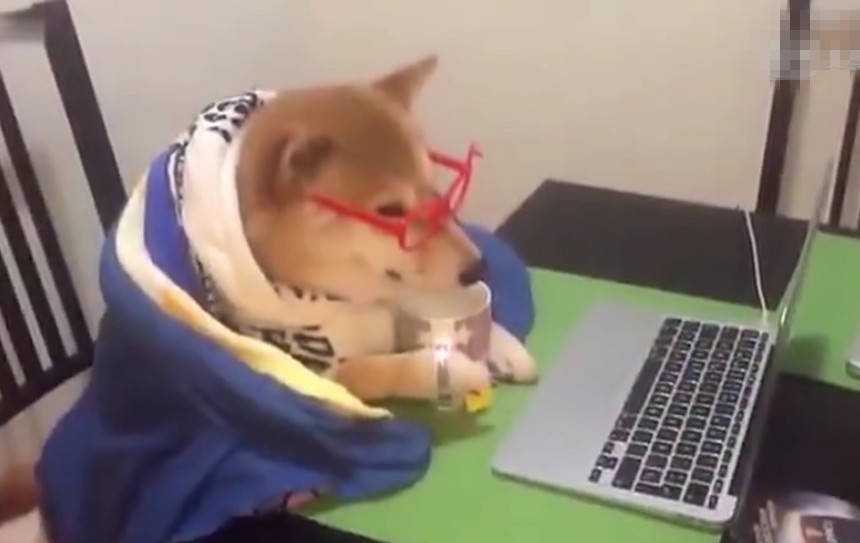 柴犬一副眼睛斯斯文文，披著毛衣喝著熱茶，在看啥好東西那麼入迷 萌趣萌寵 第1张