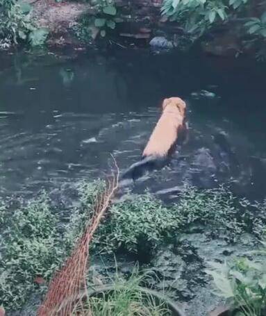 金毛跳進臭水坑裡游泳，主人捂著鼻子說：這狗我不要了 萌趣萌寵 第2张