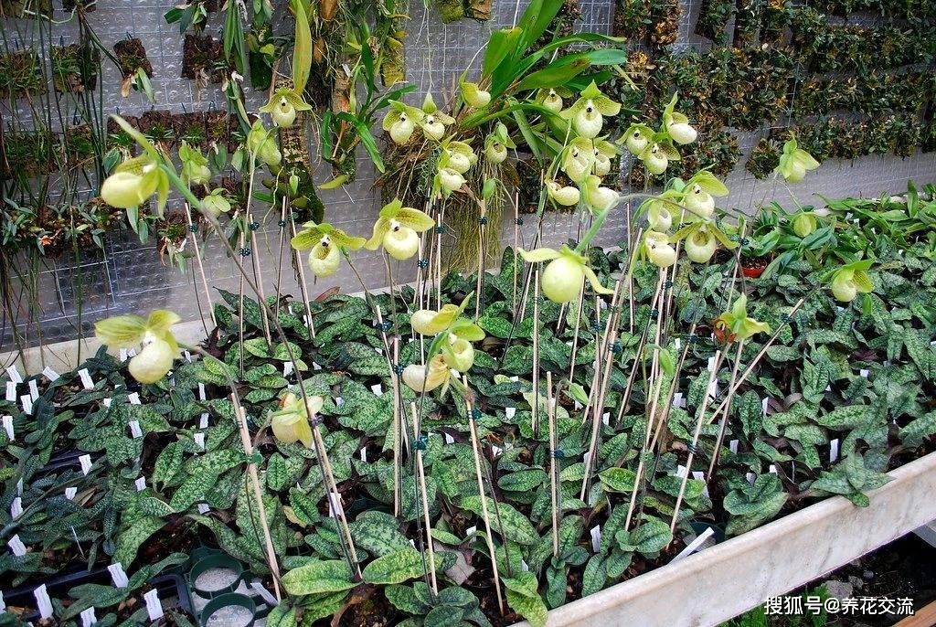 原创兜兰花朵可爱,花朵大而艳丽,掌握关键两点,新手也能养好