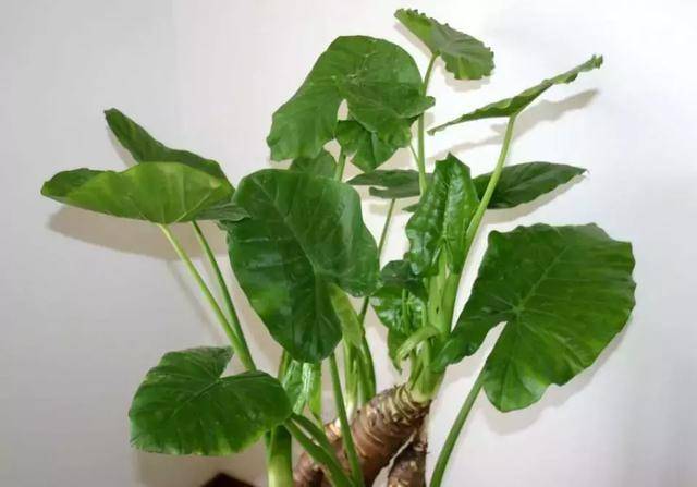 龟背竹怎么浇水浇多了 80149bfd90414030b130fe90757d8906.jpeg