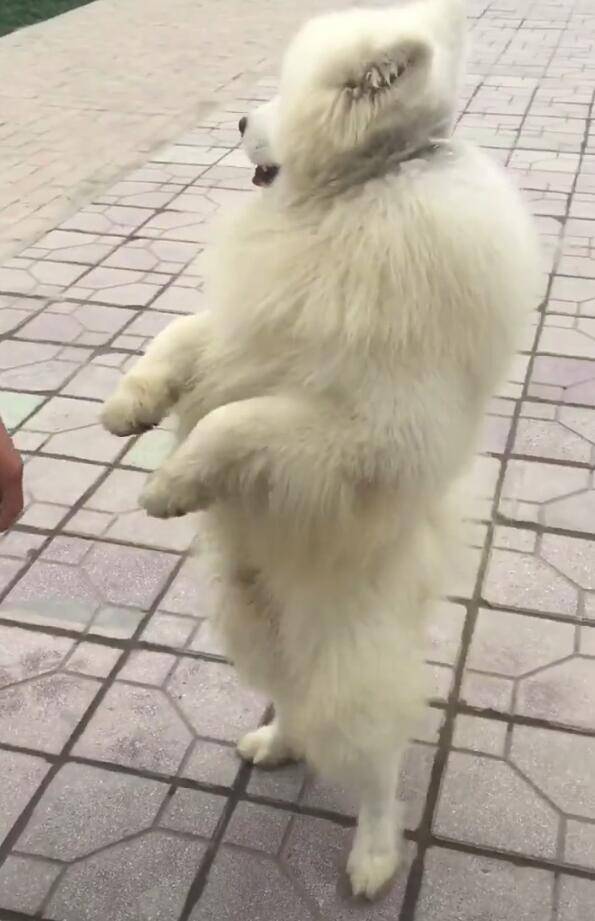 薩摩耶學泰迪雙腳走路，行動吃力，大型犬這樣走要腿廢！ 萌趣萌寵 第4张