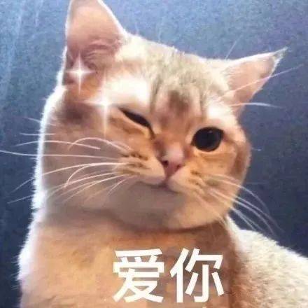 表情包|猫 爱你