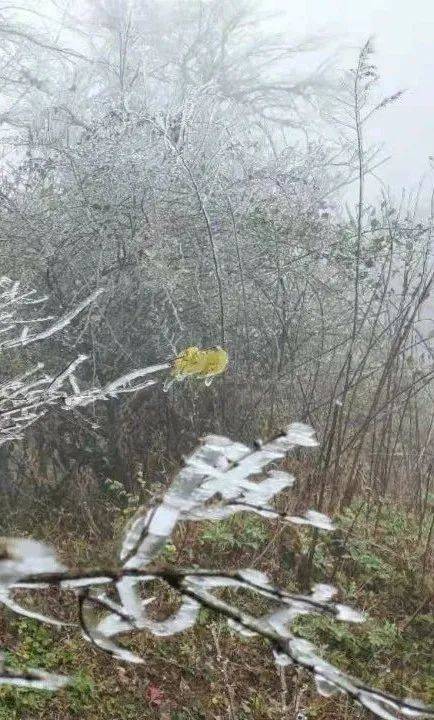 文山州这里下雪了?