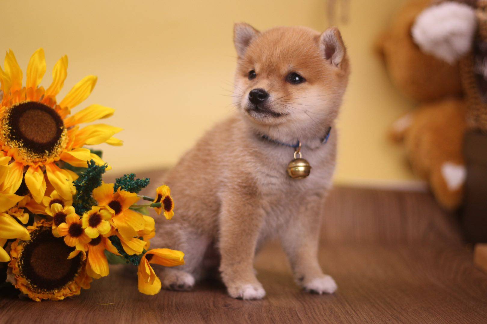 柴犬智商排名_柴犬智商排名第几(3)