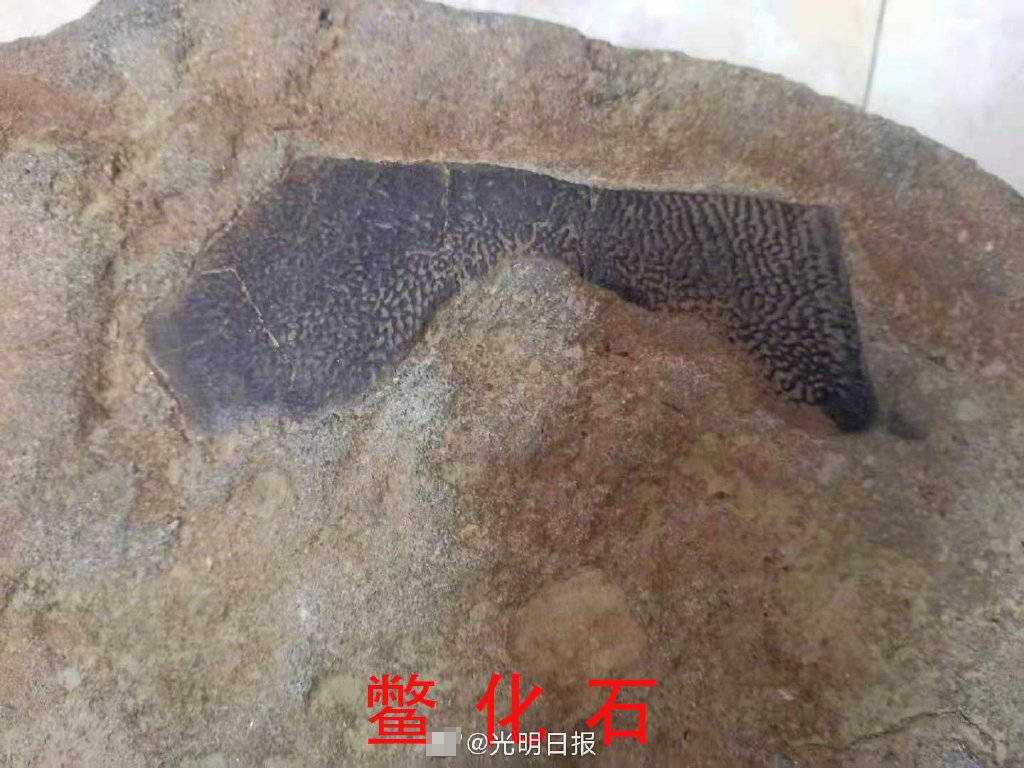 黑龙江海伦大峡谷发现罕见白垩纪生物群化石