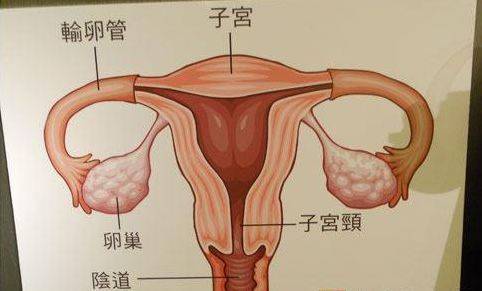 为什么子宫颈这么容易发生癌症？女性私护新品——博美尼·贻贝粘蛋白抑菌凝胶