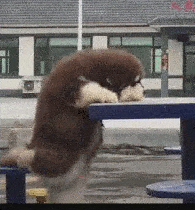 居家隔离在楼梯间遛狗?不是所有的狗都适合爬楼梯