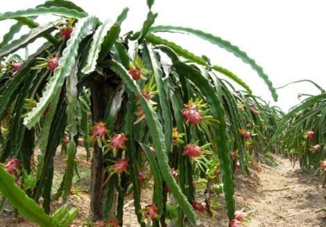 火龙果能不能放冰箱里冷藏 c49fb43ada3b49e2a23927786966b6a6.jpeg