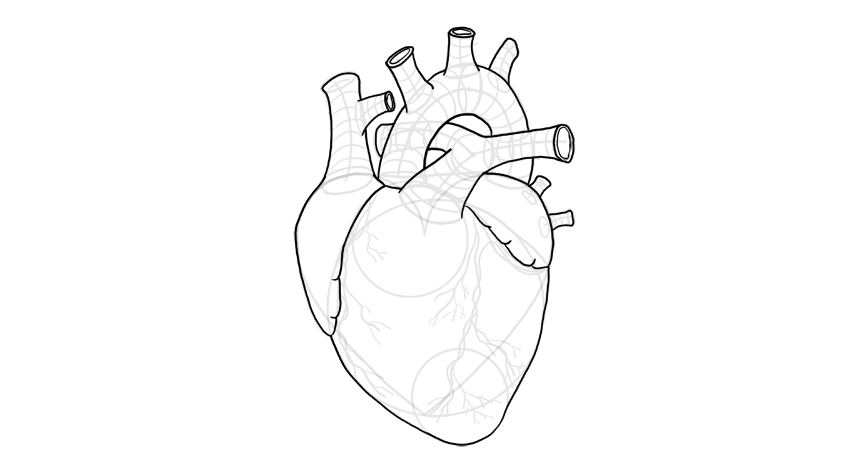 心脏怎么画?教你画出3d写实的心脏画法技巧!