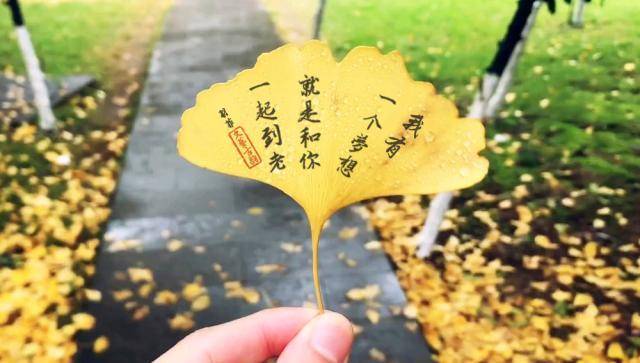 因此无论芭蕉叶还是银杏叶都是可以拿来写字的