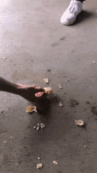 2.这是什么新品种二货鳄鱼?