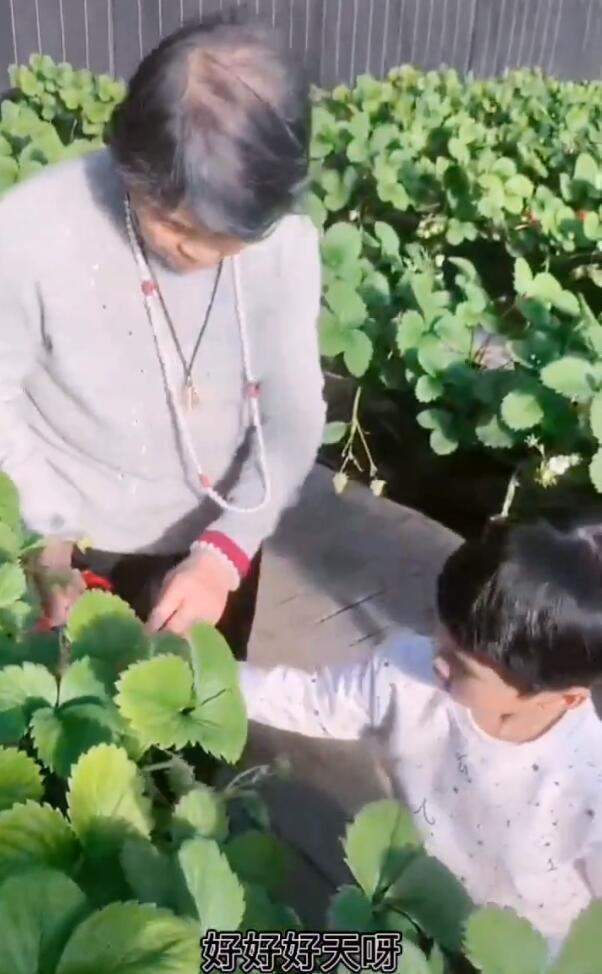 黄圣依婆婆超豪气,建空中草莓棚带孙子采摘