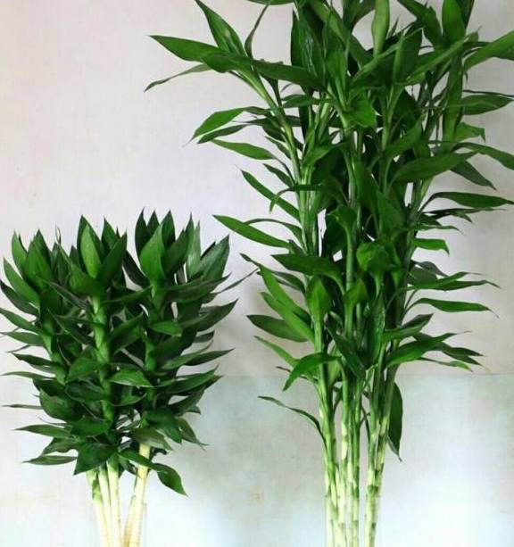 富贵竹几天可以生根 a477902617e442a981e55436cda8fcd6.jpeg