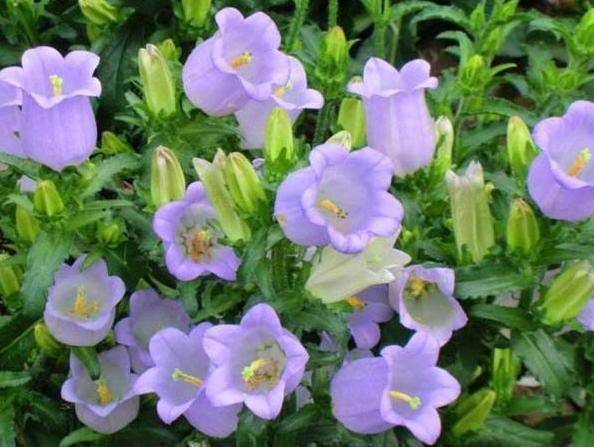 乡村最常见的1种铃铛花花色为紫色白色盆栽观赏价值极高