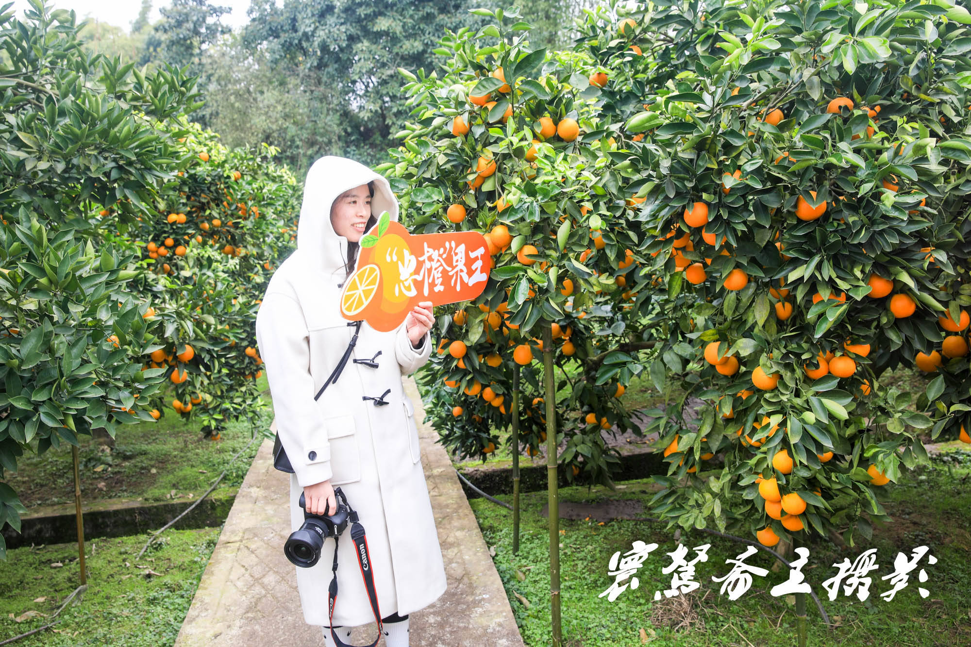 来三峡橘乡忠县寻找最香甜的忠橙，发现大重庆又新增了一个旅游打卡地