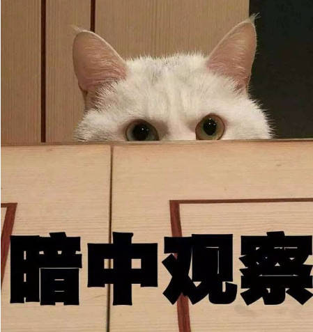 寵主擔心家裡的二哈不純 直到它們把牆都拆了 每天趴在洞口等主人回家 萌趣萌寵 第5张