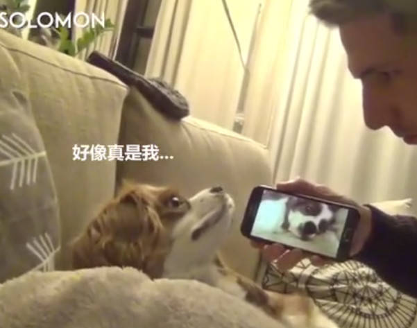 狗狗打呼嚕樣子被主人拍下來，播放給它看的時候尷尬的望著主人 萌趣萌寵 第4张