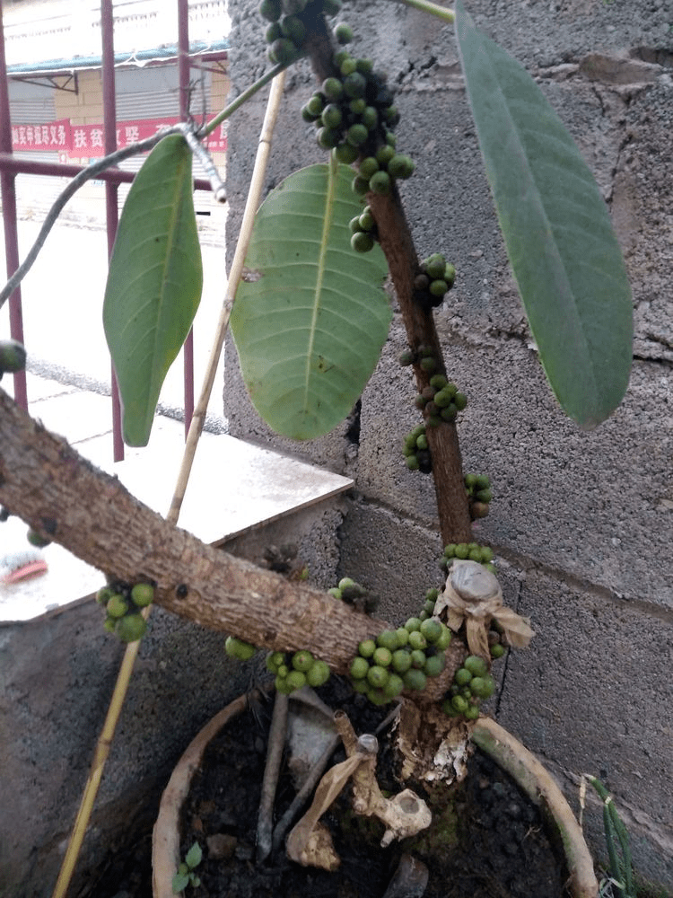 原创橡皮树突然开花,一定是有好兆头!