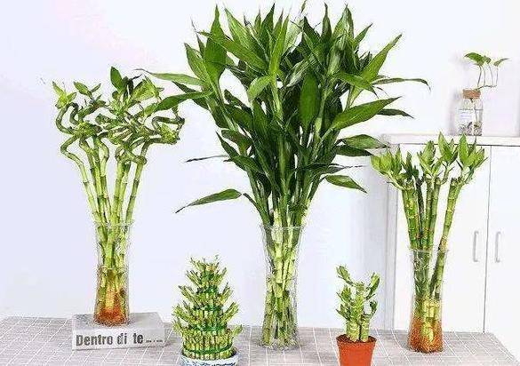 富贵竹几棵代表的意义 1c6faedf7fb6449791261d7eba57c96a.jpeg