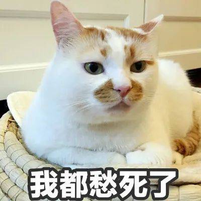 764644b5a2de44ddb622089ee88315ee.jpeg