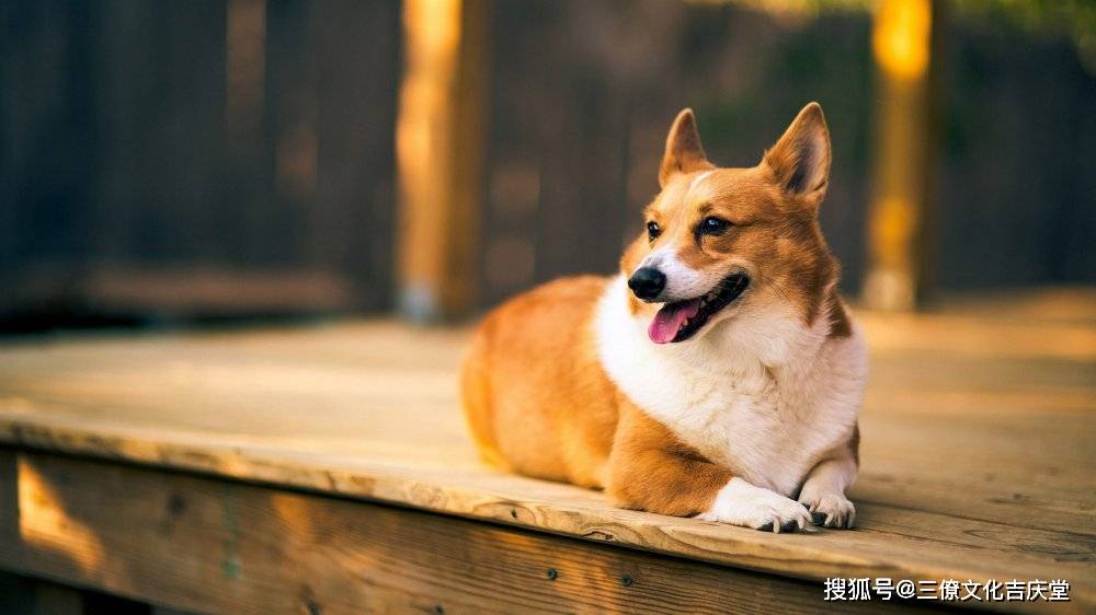 2006丙戌狗年命理探析：属狗人的特质与命运轨迹（2006的猪狗是什么命）